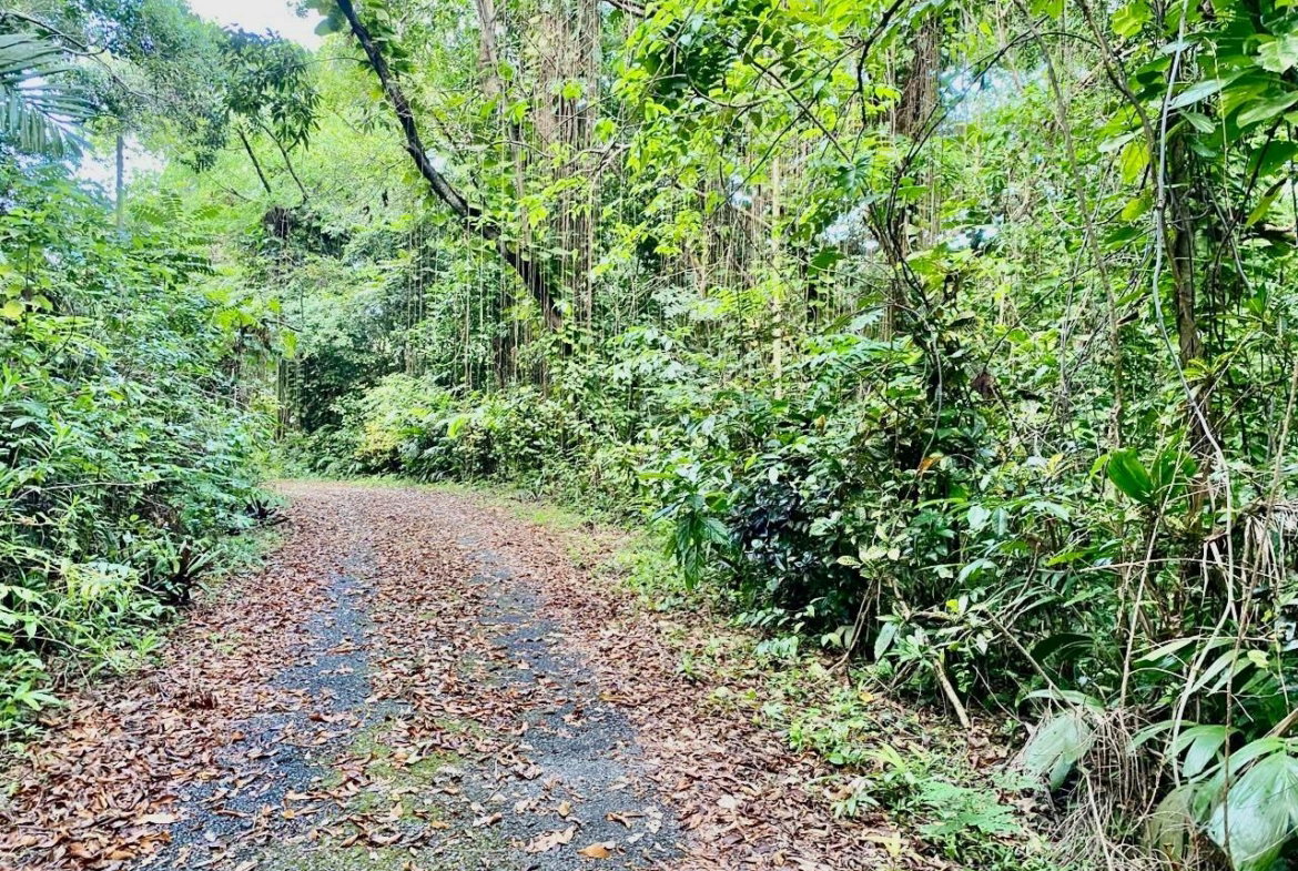 Twelfth image of San San, Portland in Port Antonio, Portland, Jamaica - property is For Sale