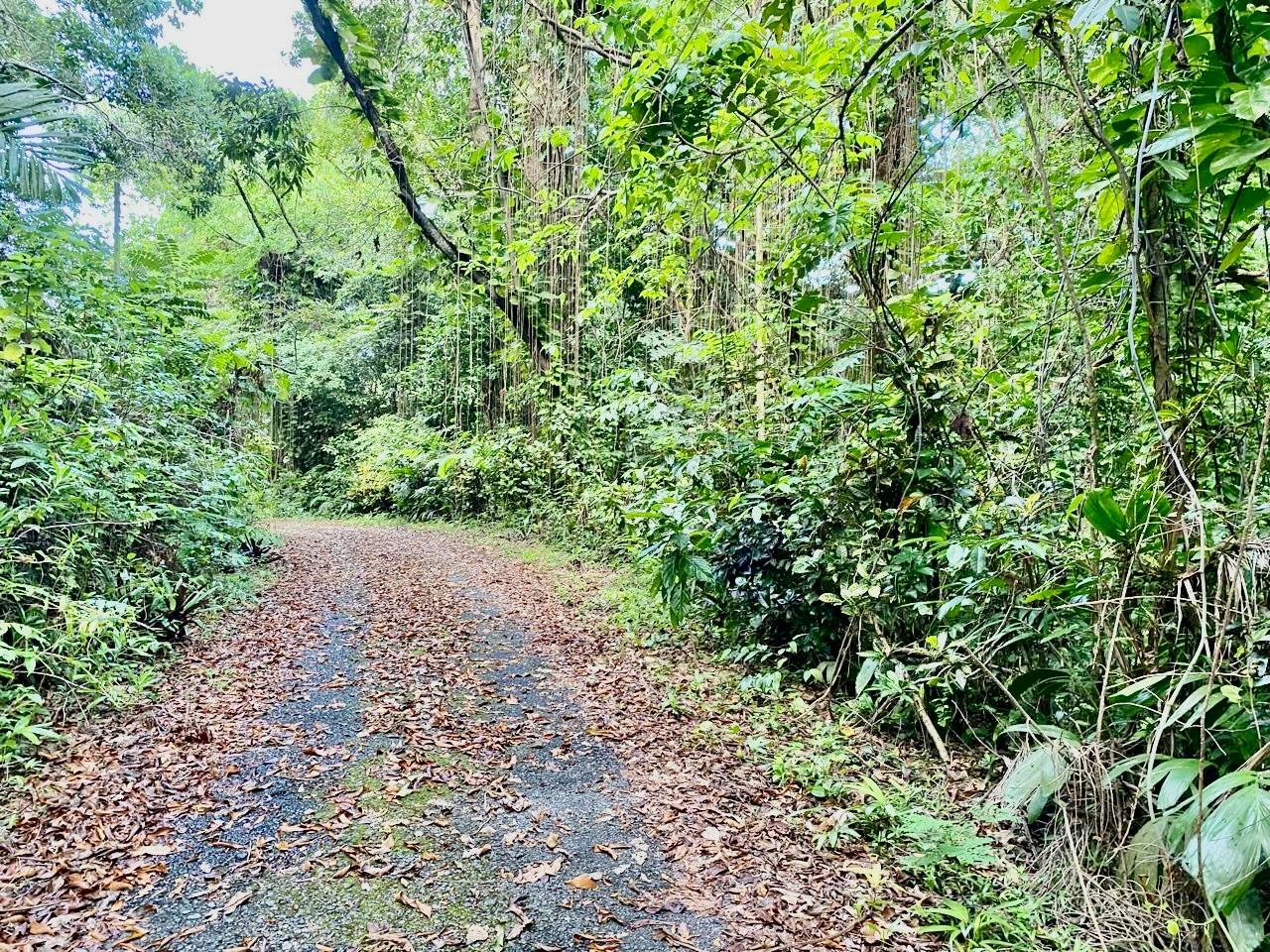 5-Acre-Beachfront-Lot-for-Sale-in-San-San-Portland-Jamaica-Prime-Residential-Land Twelfth image of San San, Portland in Port Antonio, Portland, Jamaica - property is For Sale