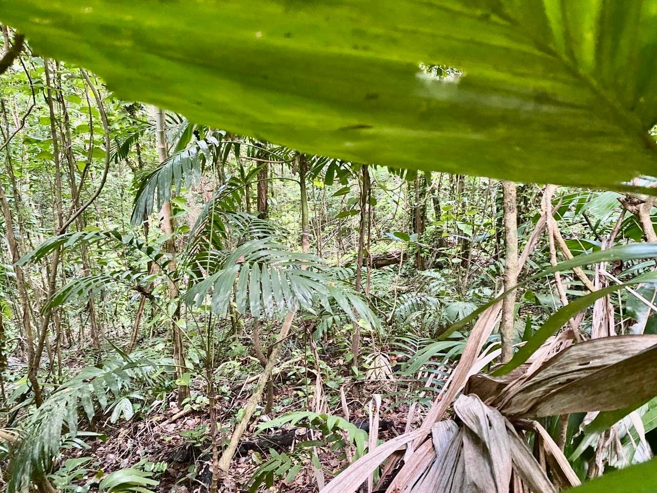 5-Acre-Beachfront-Lot-for-Sale-in-San-San-Portland-Jamaica-Prime-Residential-Land Fourteenth image of San San, Portland in Port Antonio, Portland, Jamaica - property is For Sale