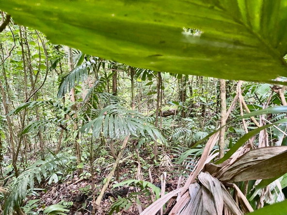 Fourteenth image of San San, Portland in Port Antonio, Portland, Jamaica - property is For Sale