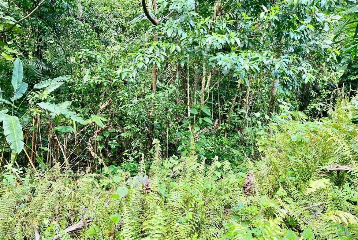 Sixteenth image of San San, Portland in Port Antonio, Portland, Jamaica - property is For Sale
