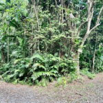 First image of San San, Portland in Port Antonio, Portland, Jamaica - property is For Sale