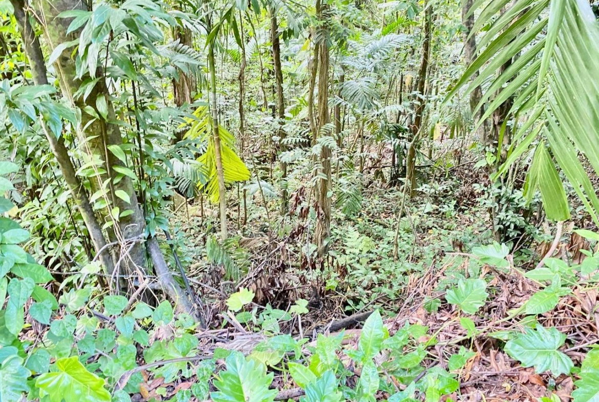 Seventeenth image of San San, Portland in Port Antonio, Portland, Jamaica - property is For Sale