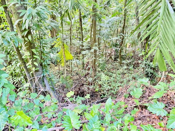 Seventeenth image of San San, Portland in Port Antonio, Portland, Jamaica - property is For Sale