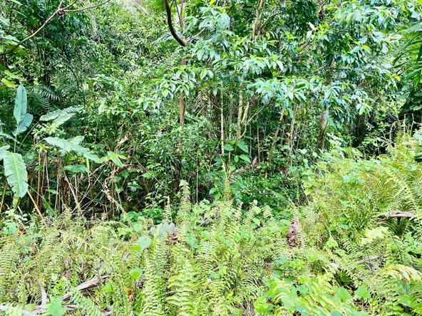 Eighteenth image of San San, Portland in Port Antonio, Portland, Jamaica - property is For Sale