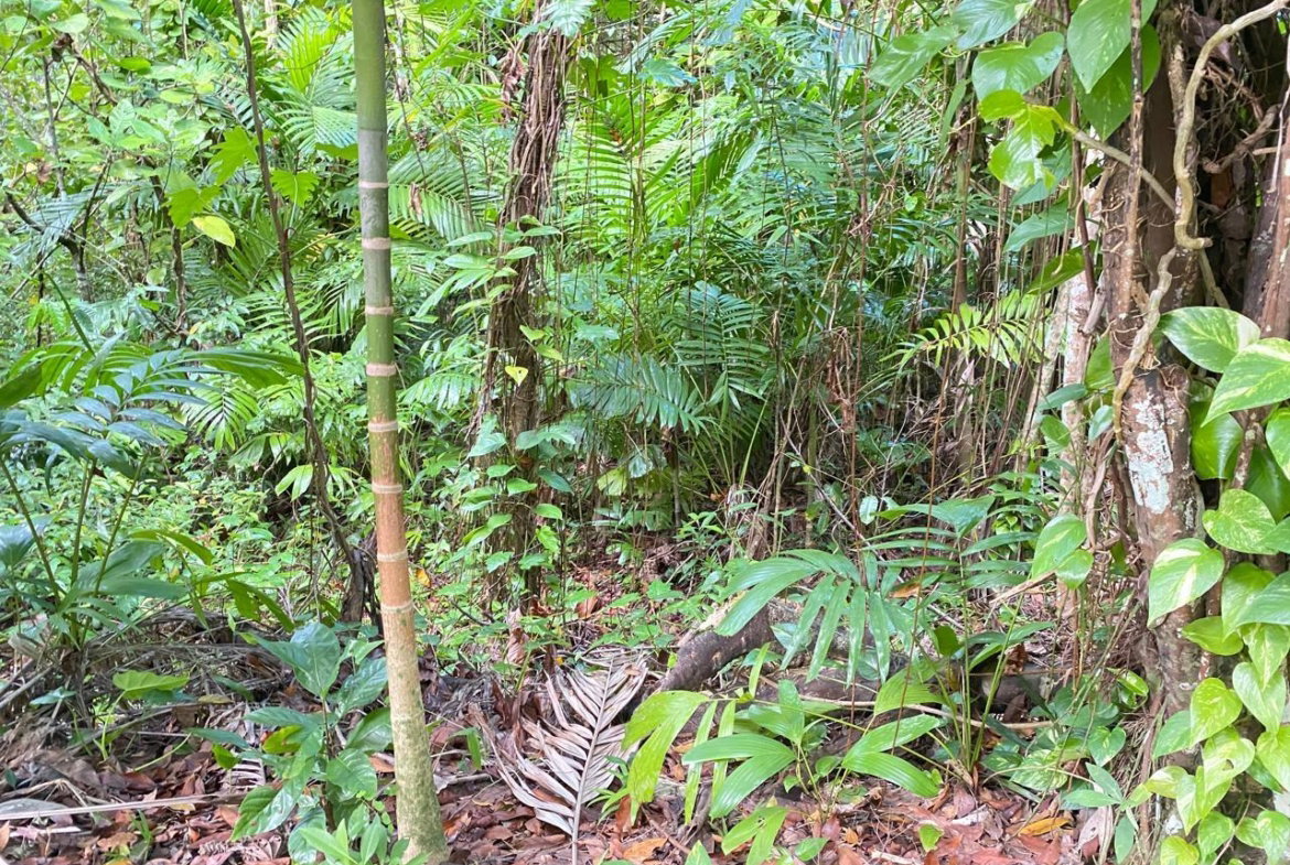Nineteenth image of San San, Portland in Port Antonio, Portland, Jamaica - property is For Sale