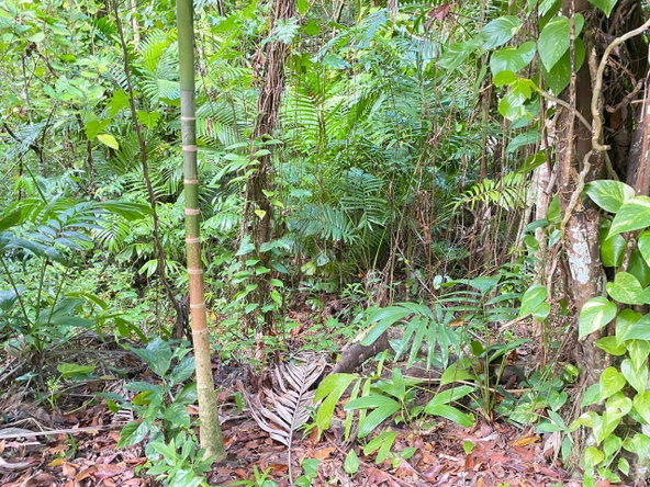 Nineteenth image of San San, Portland in Port Antonio, Portland, Jamaica - property is For Sale