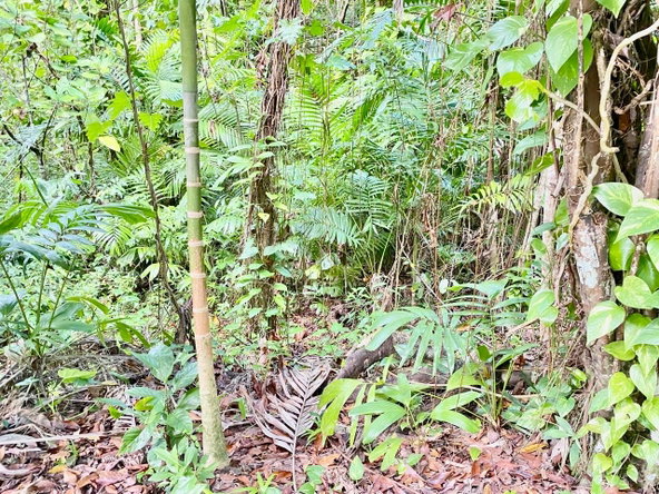 Twentieth image of San San, Portland in Port Antonio, Portland, Jamaica - property is For Sale