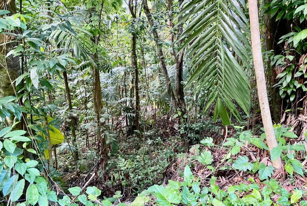 Twenty-First image of San San, Portland in Port Antonio, Portland, Jamaica - property is For Sale
