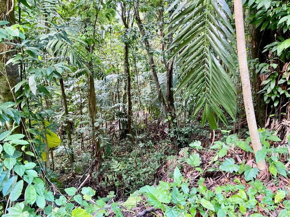 Twenty-First image of San San, Portland in Port Antonio, Portland, Jamaica - property is For Sale