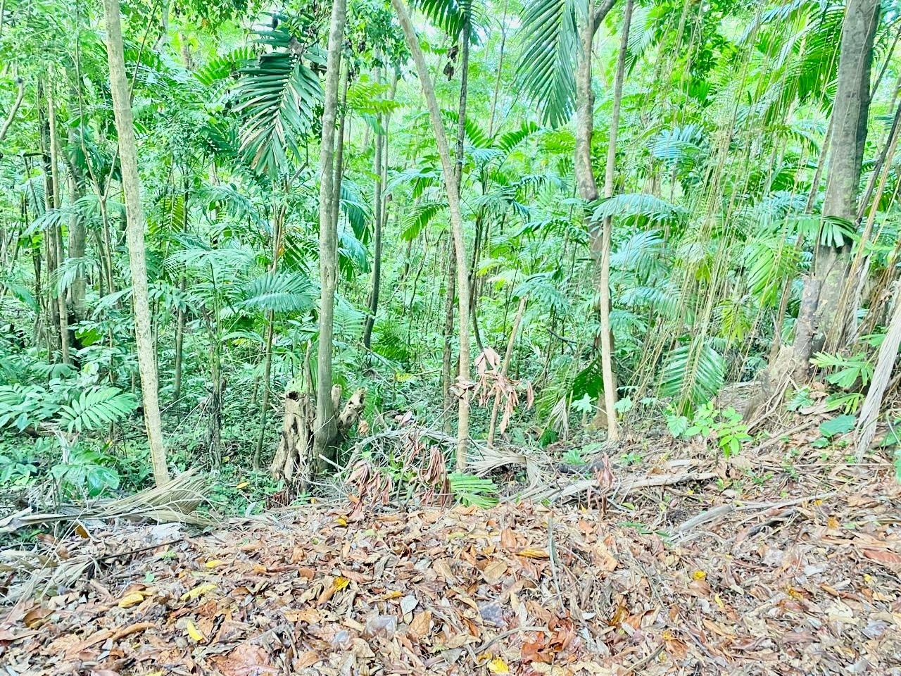 5-Acre-Beachfront-Lot-for-Sale-in-San-San-Portland-Jamaica-Prime-Residential-Land Twenty-Second image of San San, Portland in Port Antonio, Portland, Jamaica - property is For Sale