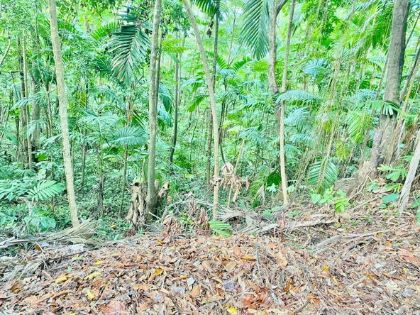 Twenty-Second image of San San, Portland in Port Antonio, Portland, Jamaica - property is For Sale