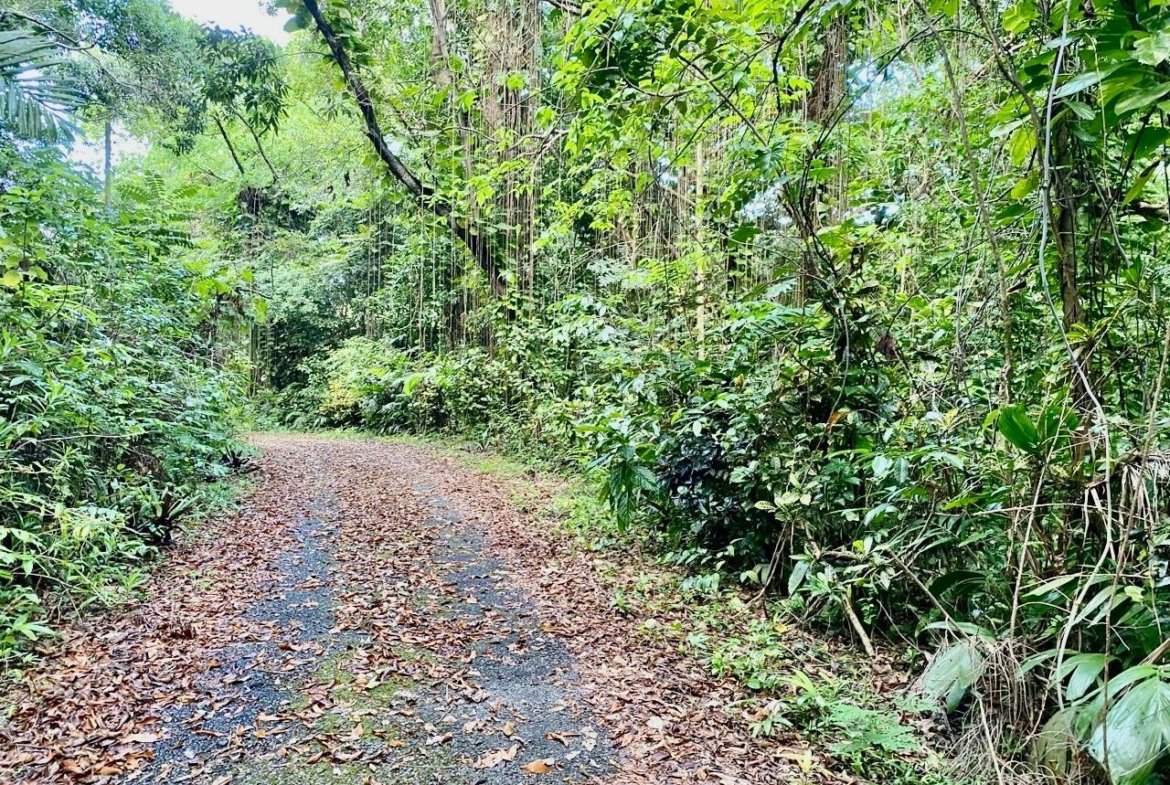 Sixth image of San San, Portland in Port Antonio, Portland, Jamaica - property is For Sale