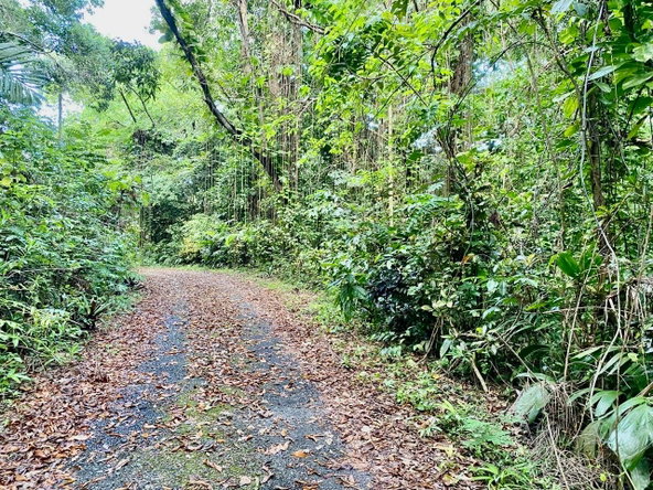 Sixth image of San San, Portland in Port Antonio, Portland, Jamaica - property is For Sale