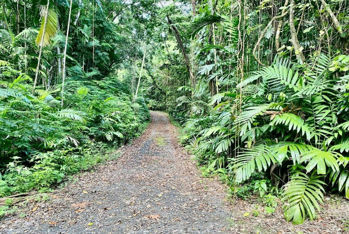 Seventh image of San San, Portland in Port Antonio, Portland, Jamaica - property is For Sale
