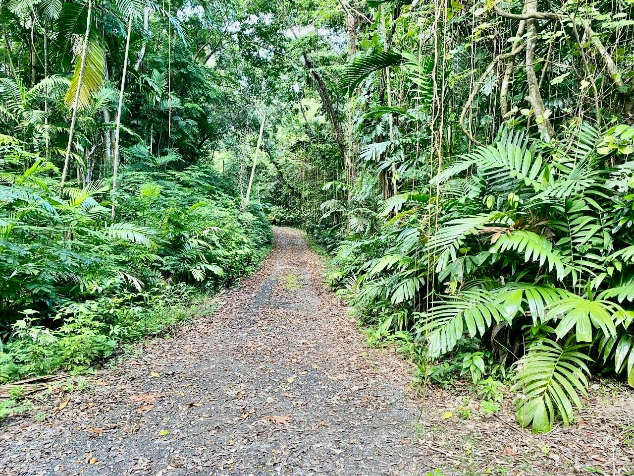 5-Acre-Beachfront-Lot-for-Sale-in-San-San-Portland-Jamaica-Prime-Residential-Land Seventh image of San San, Portland in Port Antonio, Portland, Jamaica - property is For Sale