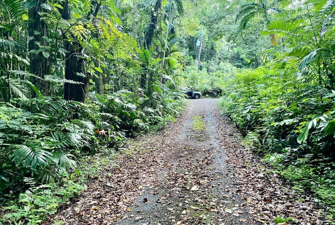 Eighth image of San San, Portland in Port Antonio, Portland, Jamaica - property is For Sale