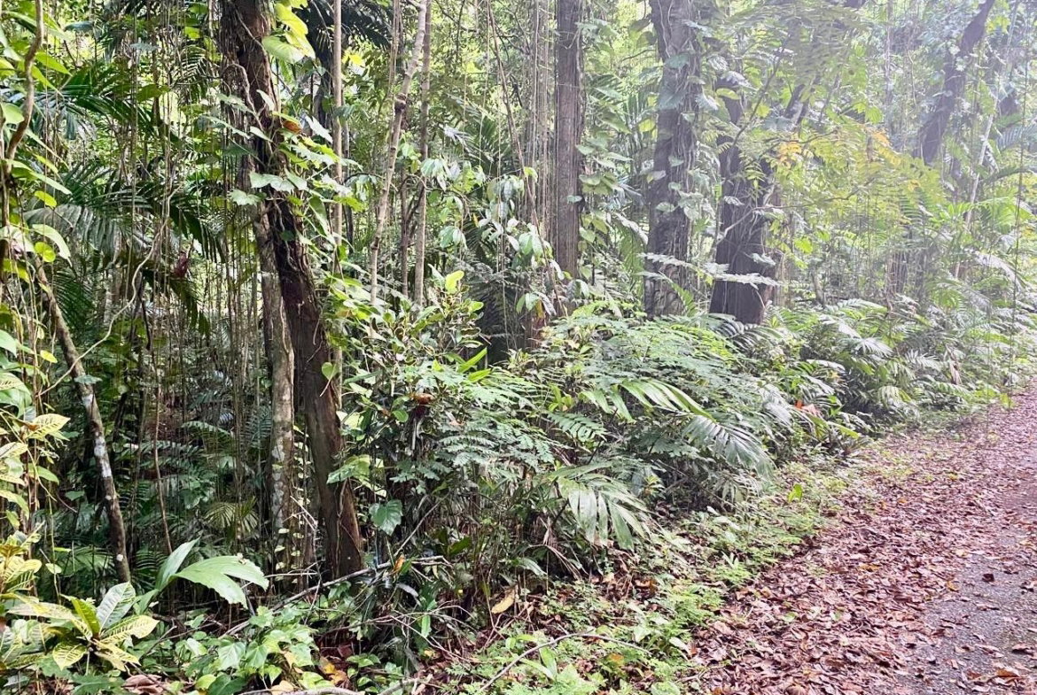 Ninth image of San San, Portland in Port Antonio, Portland, Jamaica - property is For Sale