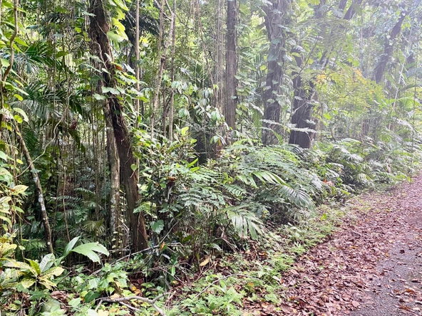 Ninth image of San San, Portland in Port Antonio, Portland, Jamaica - property is For Sale