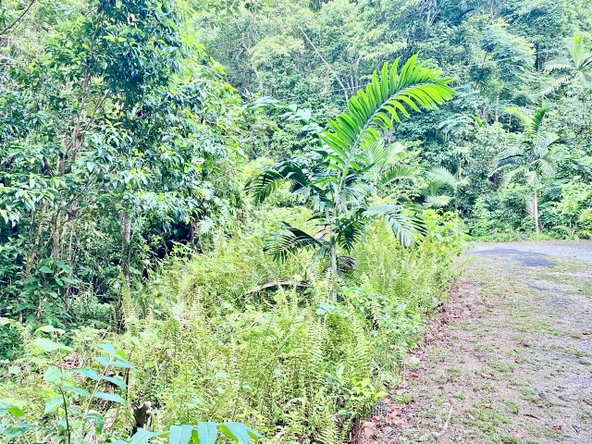 Tenth image of San San, Portland in Port Antonio, Portland, Jamaica - property is For Sale