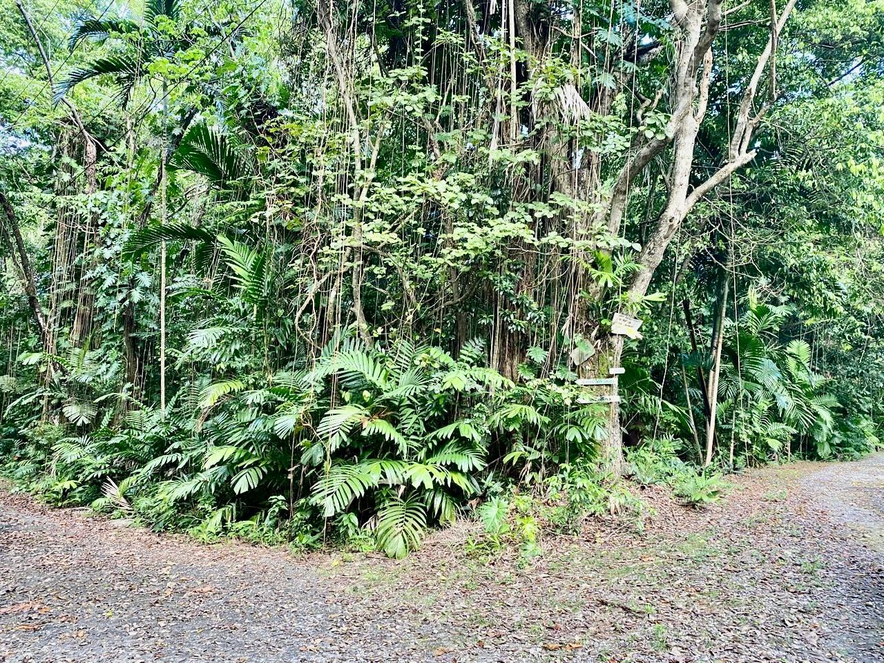 5-Acre-Beachfront-Lot-for-Sale-in-San-San-Portland-Jamaica-Prime-Residential-Land First image of San San, Portland in Port Antonio, Portland, Jamaica - property is For Sale
