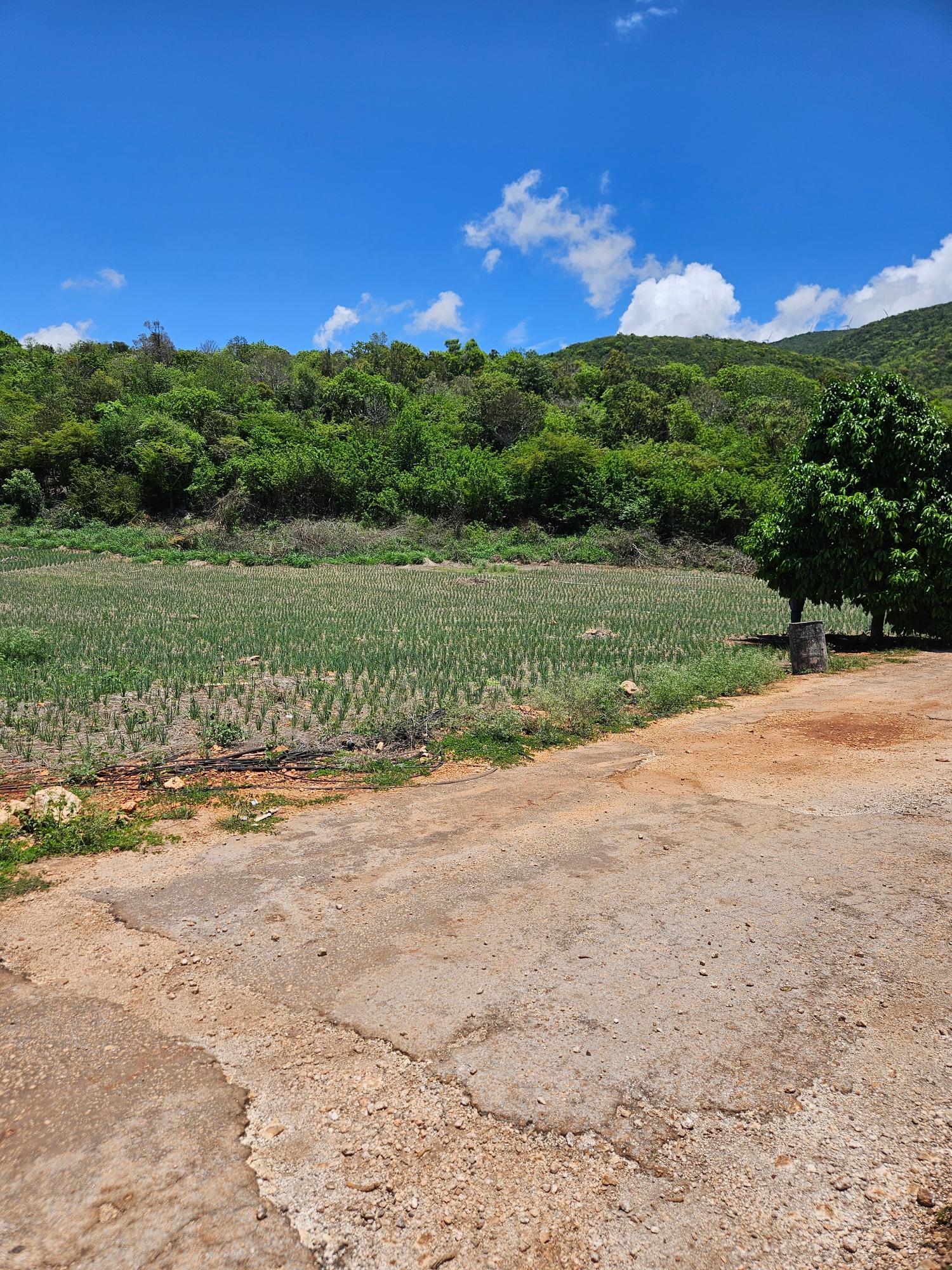 Second image of New Forest, Manchester in New Forest, Manchester, Jamaica - property is For Sale