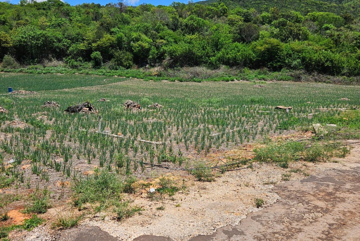 First image of New Forest, Manchester in New Forest, Manchester, Jamaica - property is For Sale