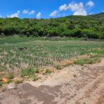 First image of New Forest, Manchester in New Forest, Manchester, Jamaica - property is For Sale