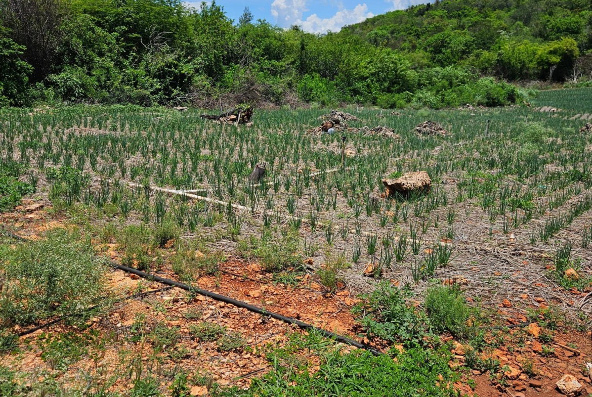 Third image of New Forest, Manchester in New Forest, Manchester, Jamaica - property is For Sale