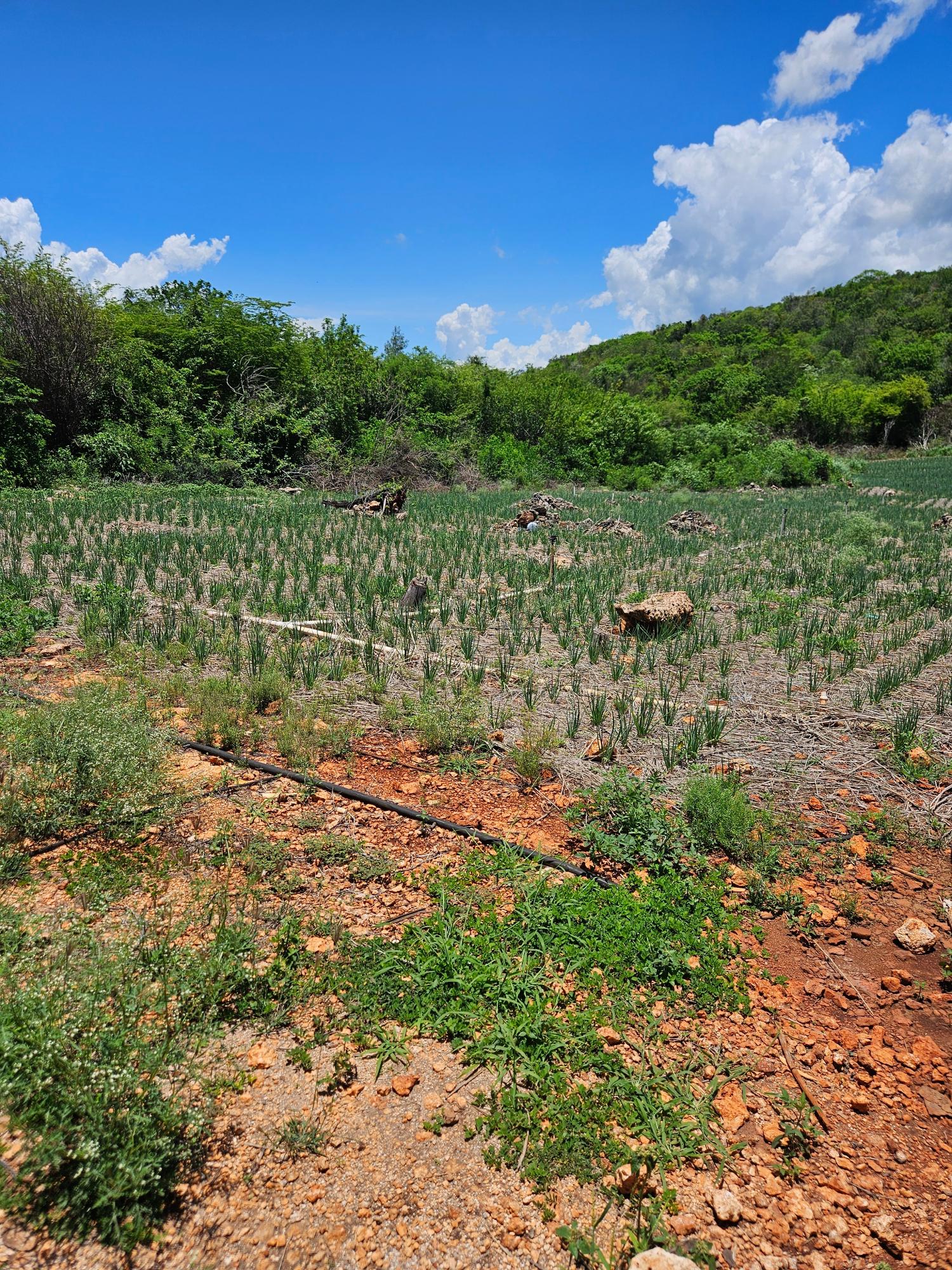 Third image of New Forest, Manchester in New Forest, Manchester, Jamaica - property is For Sale