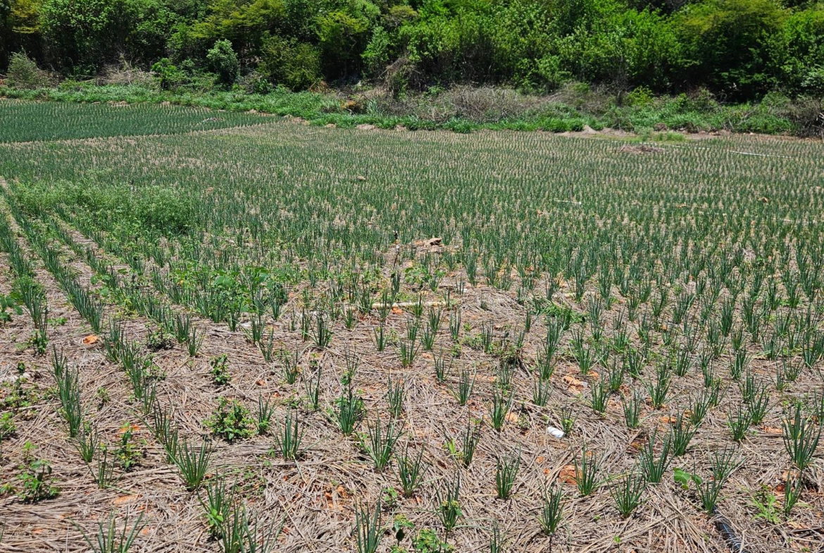 Fourth image of New Forest, Manchester in New Forest, Manchester, Jamaica - property is For Sale