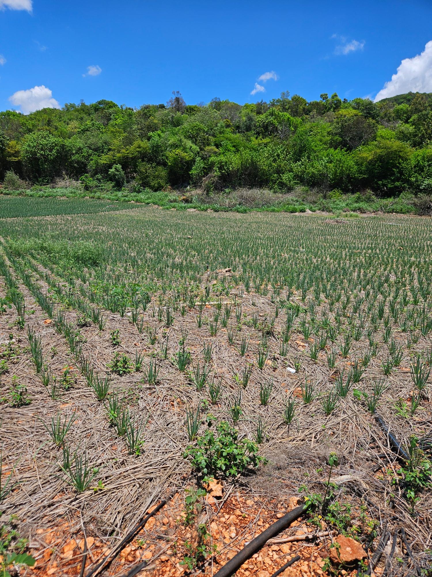 Fourth image of New Forest, Manchester in New Forest, Manchester, Jamaica - property is For Sale