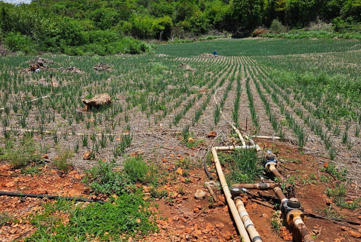 Fifth image of New Forest, Manchester in New Forest, Manchester, Jamaica - property is For Sale