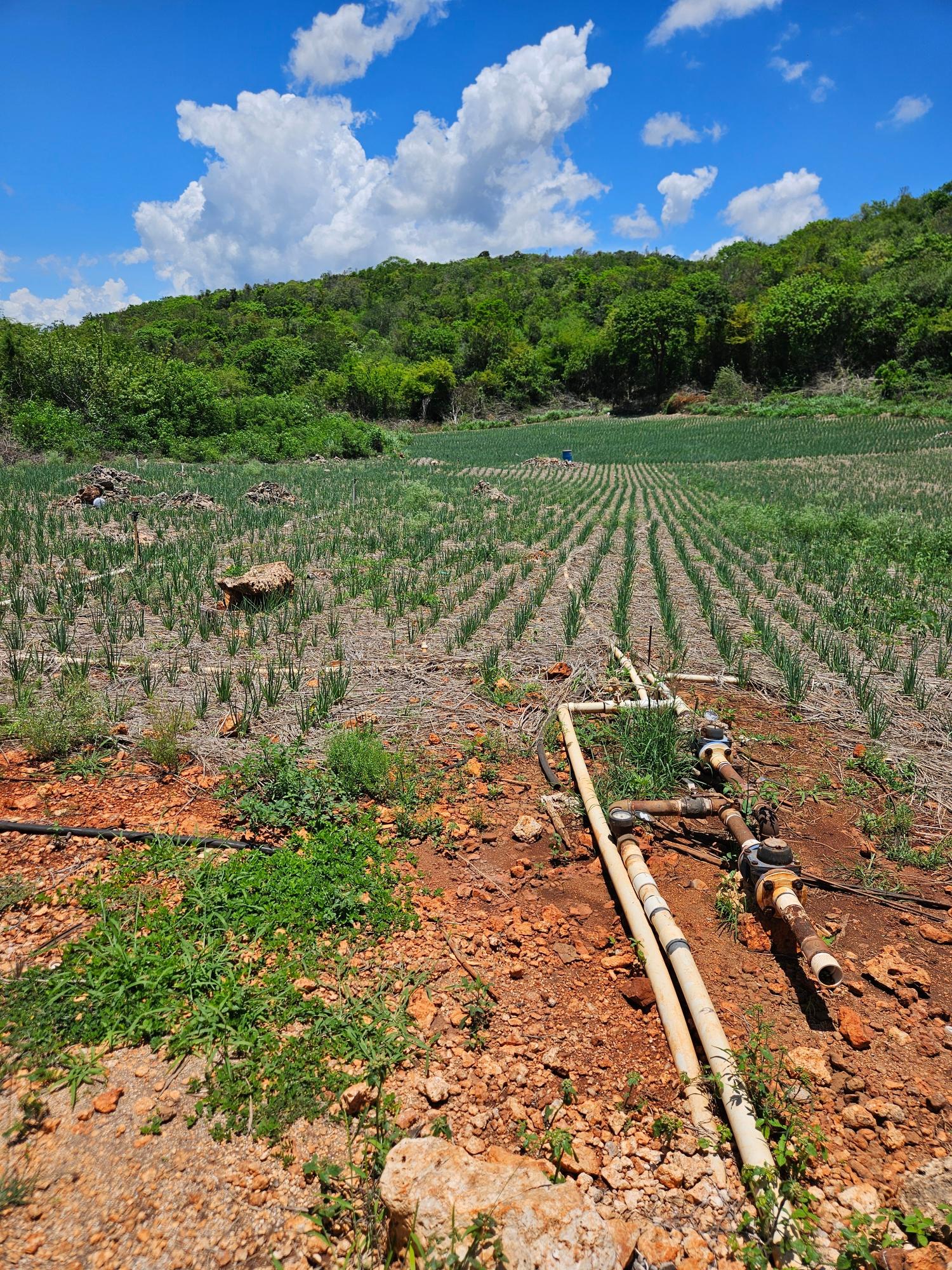 Fifth image of New Forest, Manchester in New Forest, Manchester, Jamaica - property is For Sale