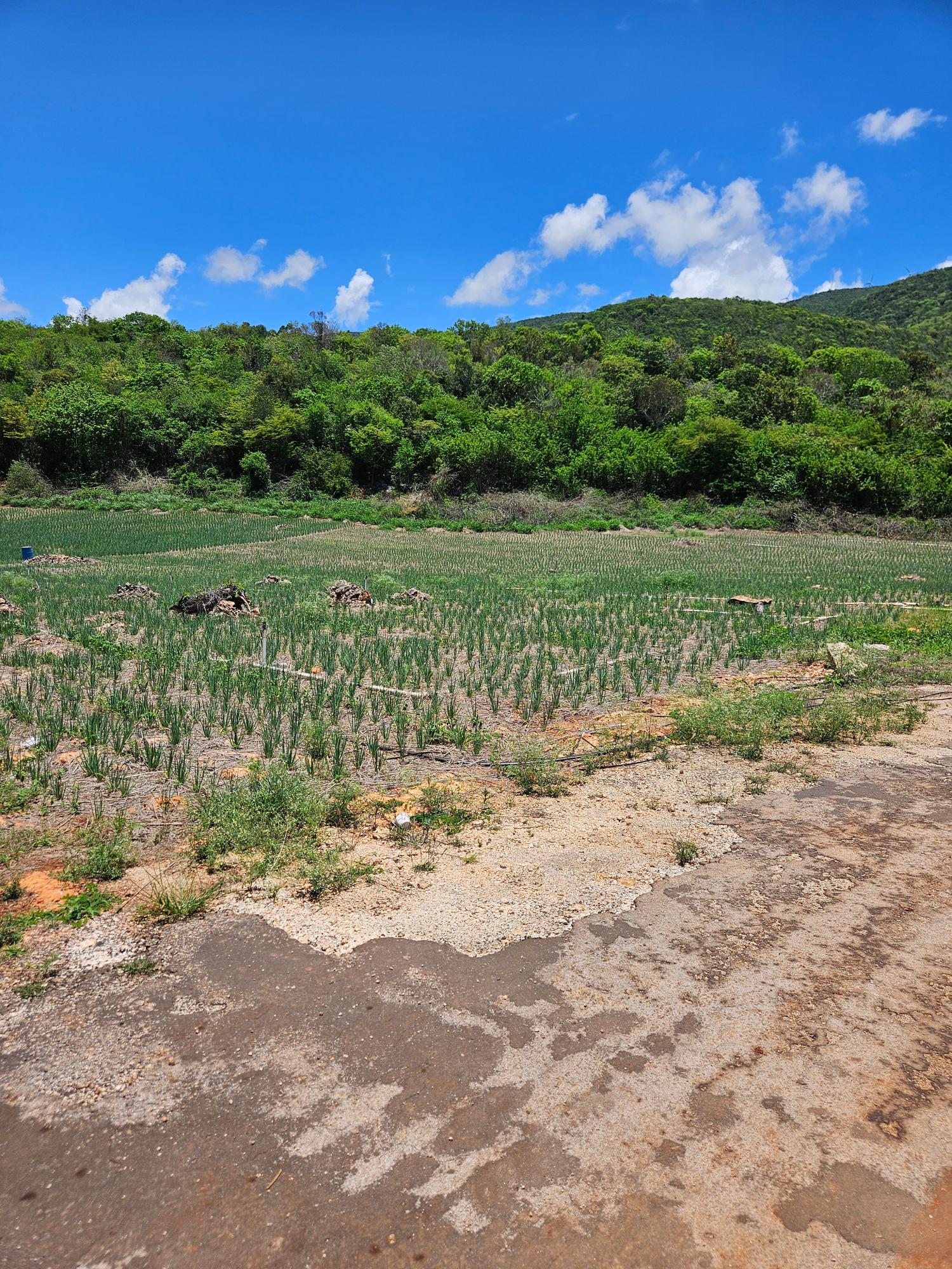 First image of New Forest, Manchester in New Forest, Manchester, Jamaica - property is For Sale