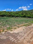 First image of New Forest, Manchester in New Forest, Manchester, Jamaica - property is For Sale