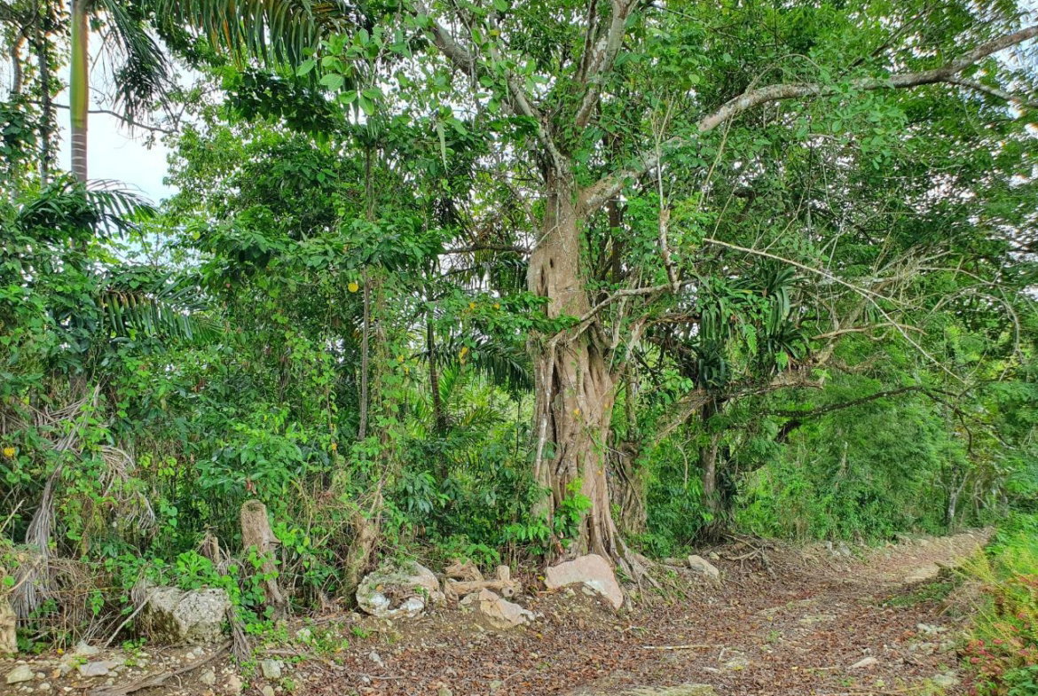 Fifth image of Lot 7 Golden Spring Estates in Lime Hall, St. Ann, Jamaica - property is For Sale