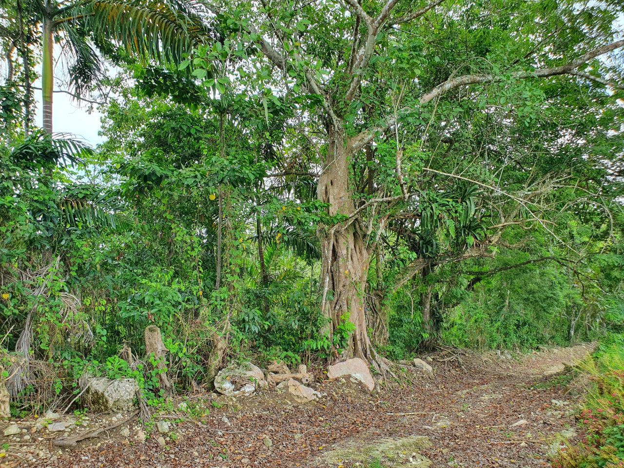 Fifth image of Lot 7 Golden Spring Estates in Lime Hall, St. Ann, Jamaica - property is For Sale