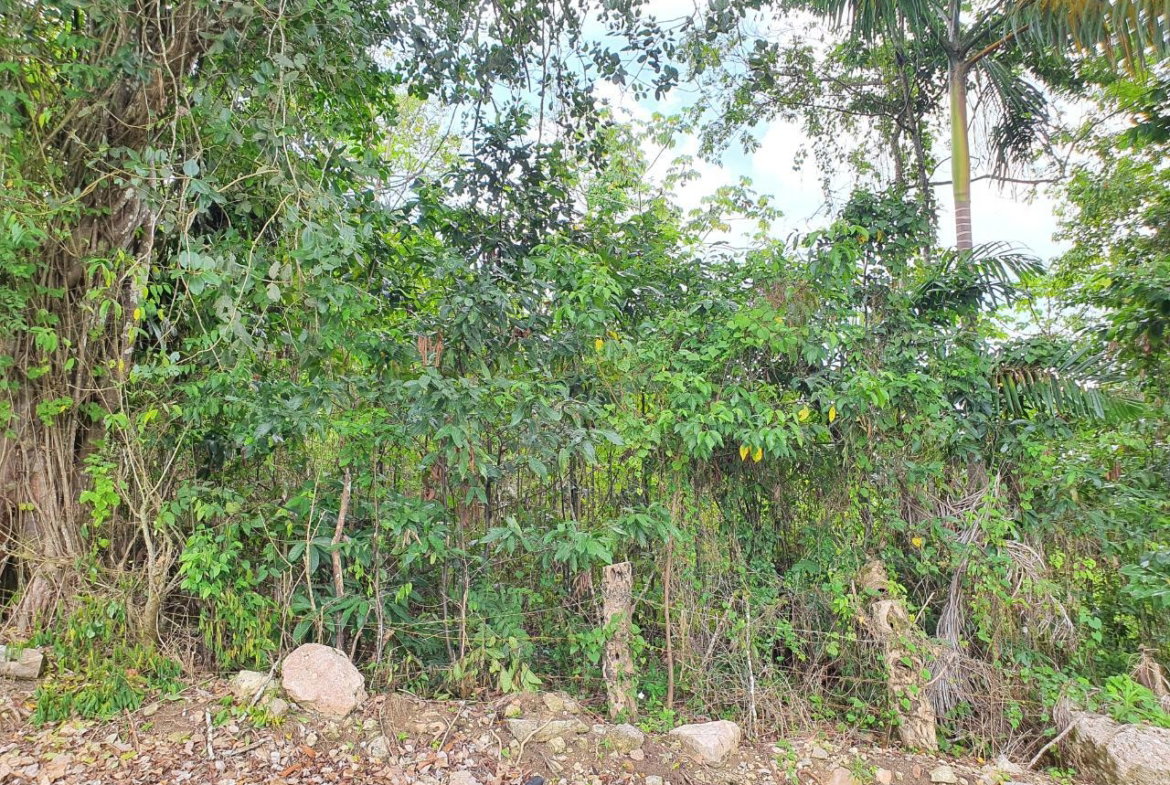 Sixth image of Lot 7 Golden Spring Estates in Lime Hall, St. Ann, Jamaica - property is For Sale