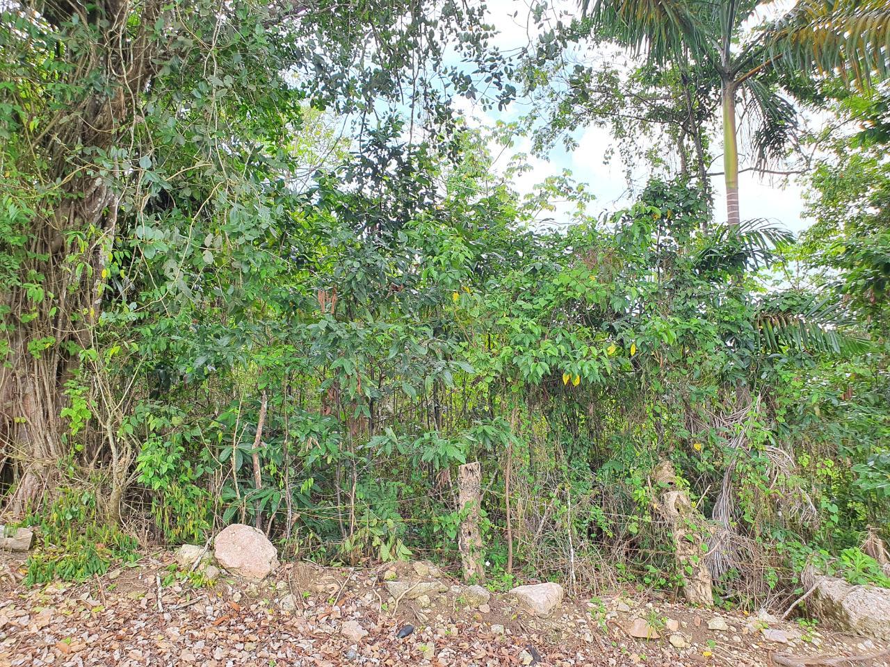 Sixth image of Lot 7 Golden Spring Estates in Lime Hall, St. Ann, Jamaica - property is For Sale