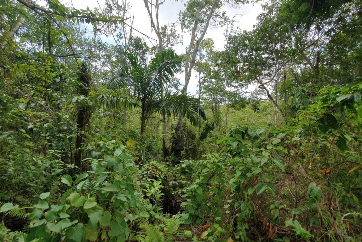 Seventh image of Lot 7 Golden Spring Estates in Lime Hall, St. Ann, Jamaica - property is For Sale