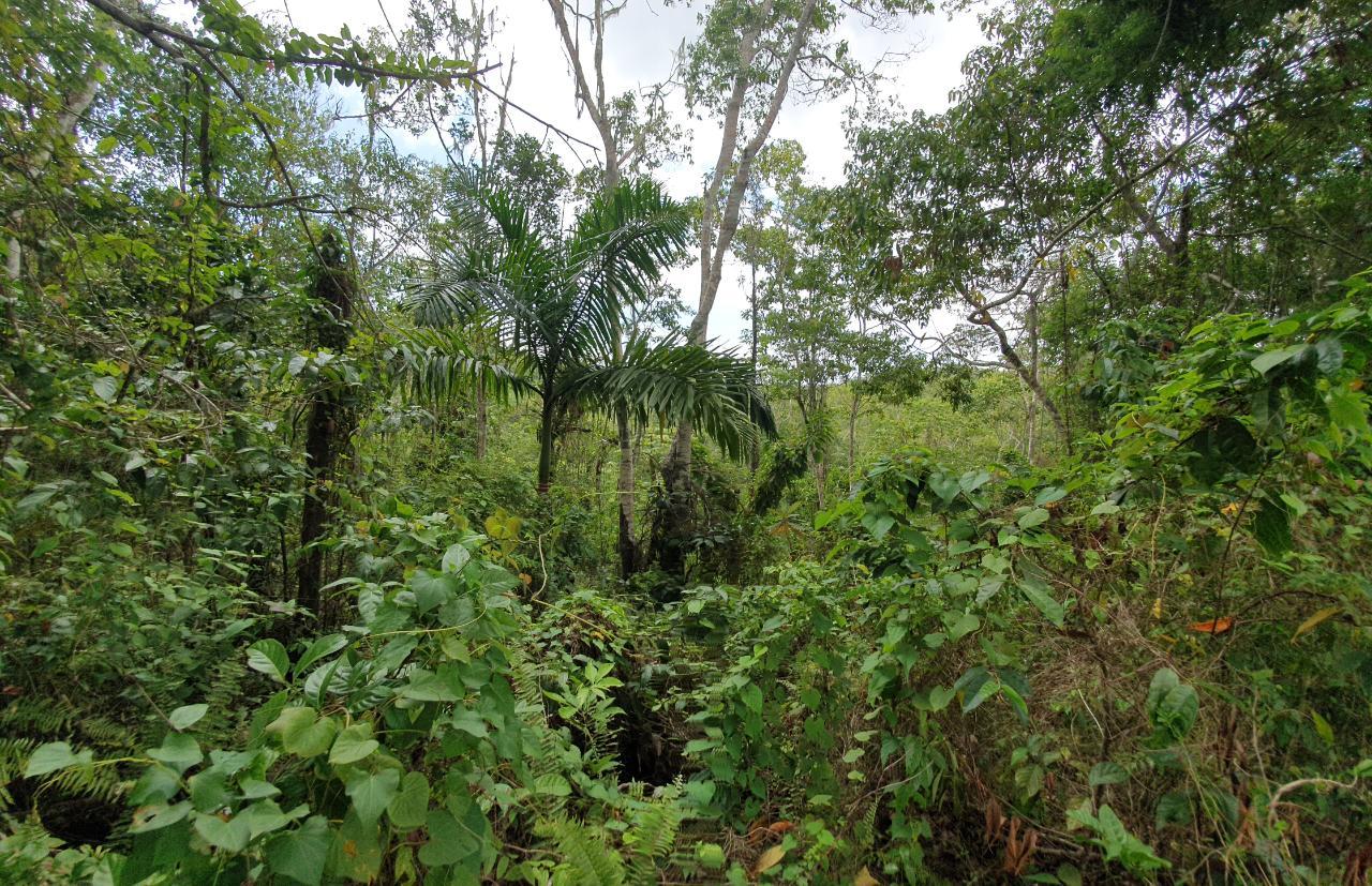 Seventh image of Lot 7 Golden Spring Estates in Lime Hall, St. Ann, Jamaica - property is For Sale