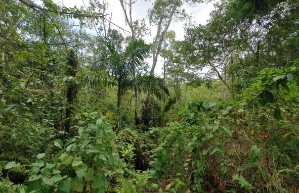 Seventh image of Lot 7 Golden Spring Estates in Lime Hall, St. Ann, Jamaica - property is For Sale