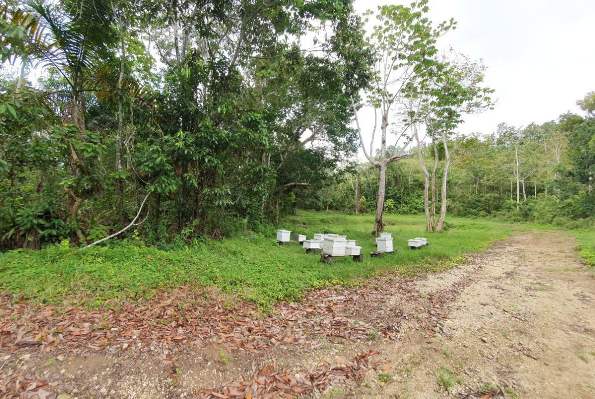Eighth image of Lot 7 Golden Spring Estates in Lime Hall, St. Ann, Jamaica - property is For Sale