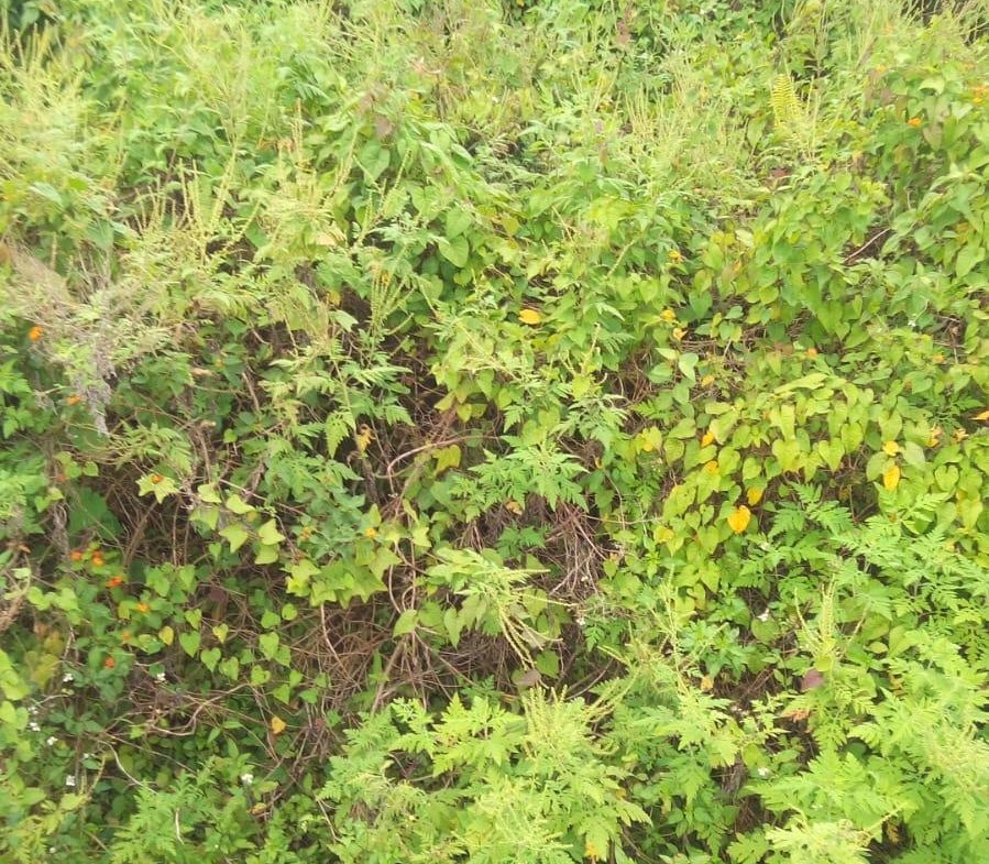 Fourth image of Lot 9 Winefield Acres, Claremou in Claremont, St. Ann, Jamaica - property is For Sale