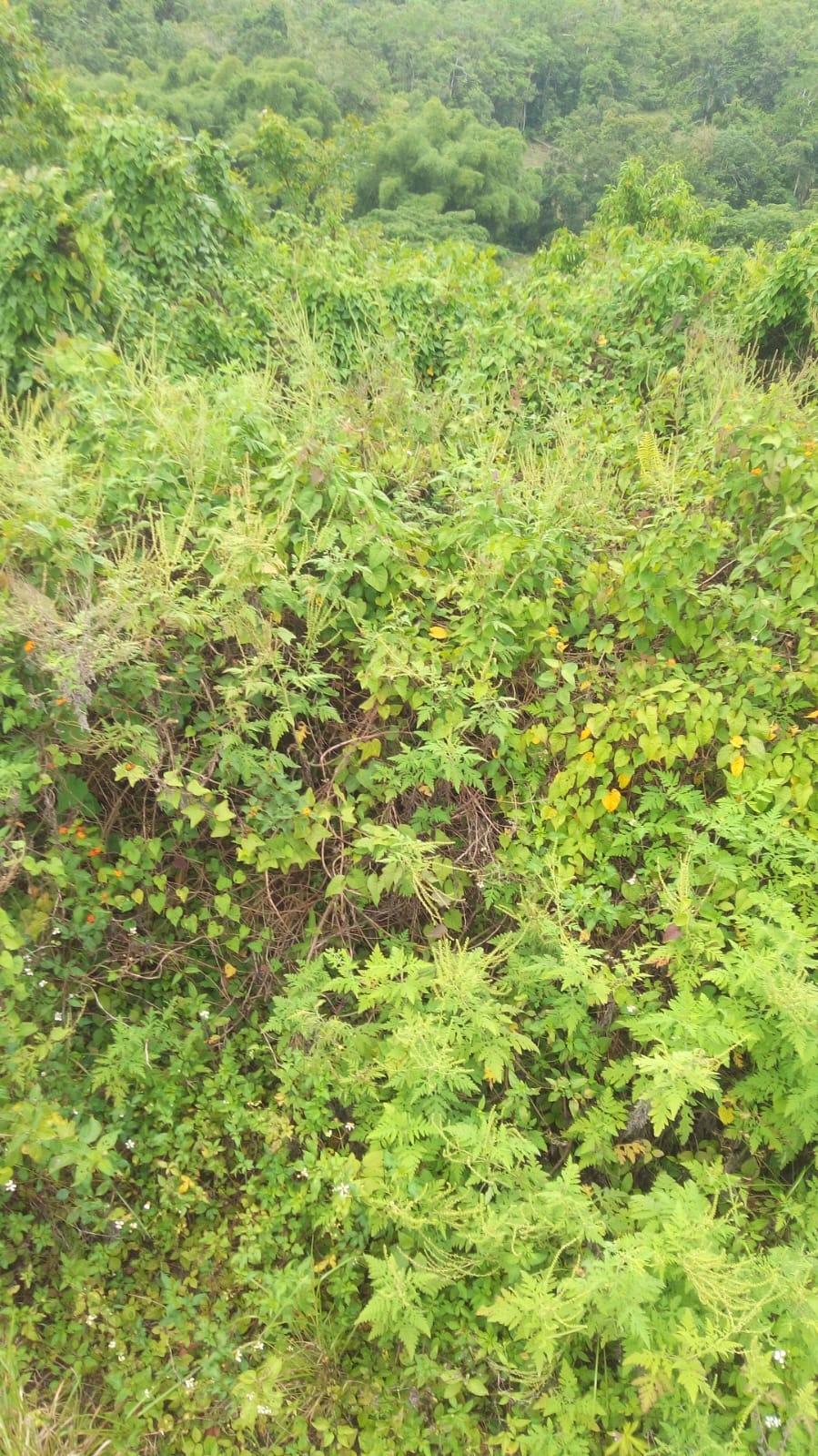 Fourth image of Lot 9 Winefield Acres, Claremou in Claremont, St. Ann, Jamaica - property is For Sale