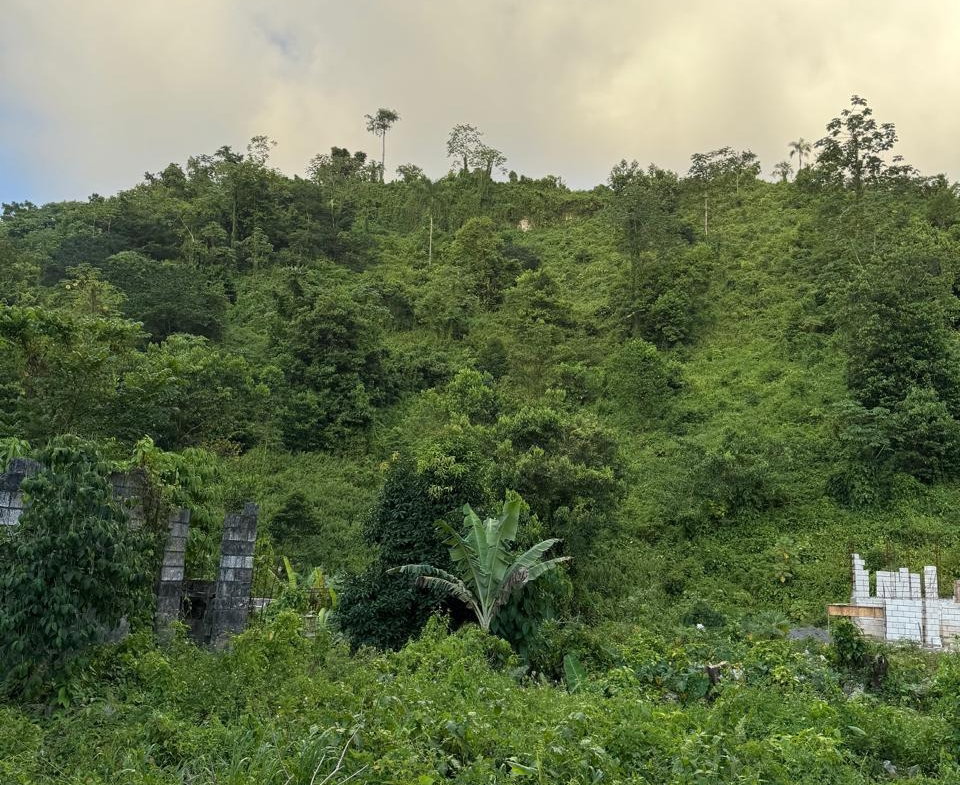 Seventh image of Downers Hope in Look Out, Portland, Jamaica - property is For Sale