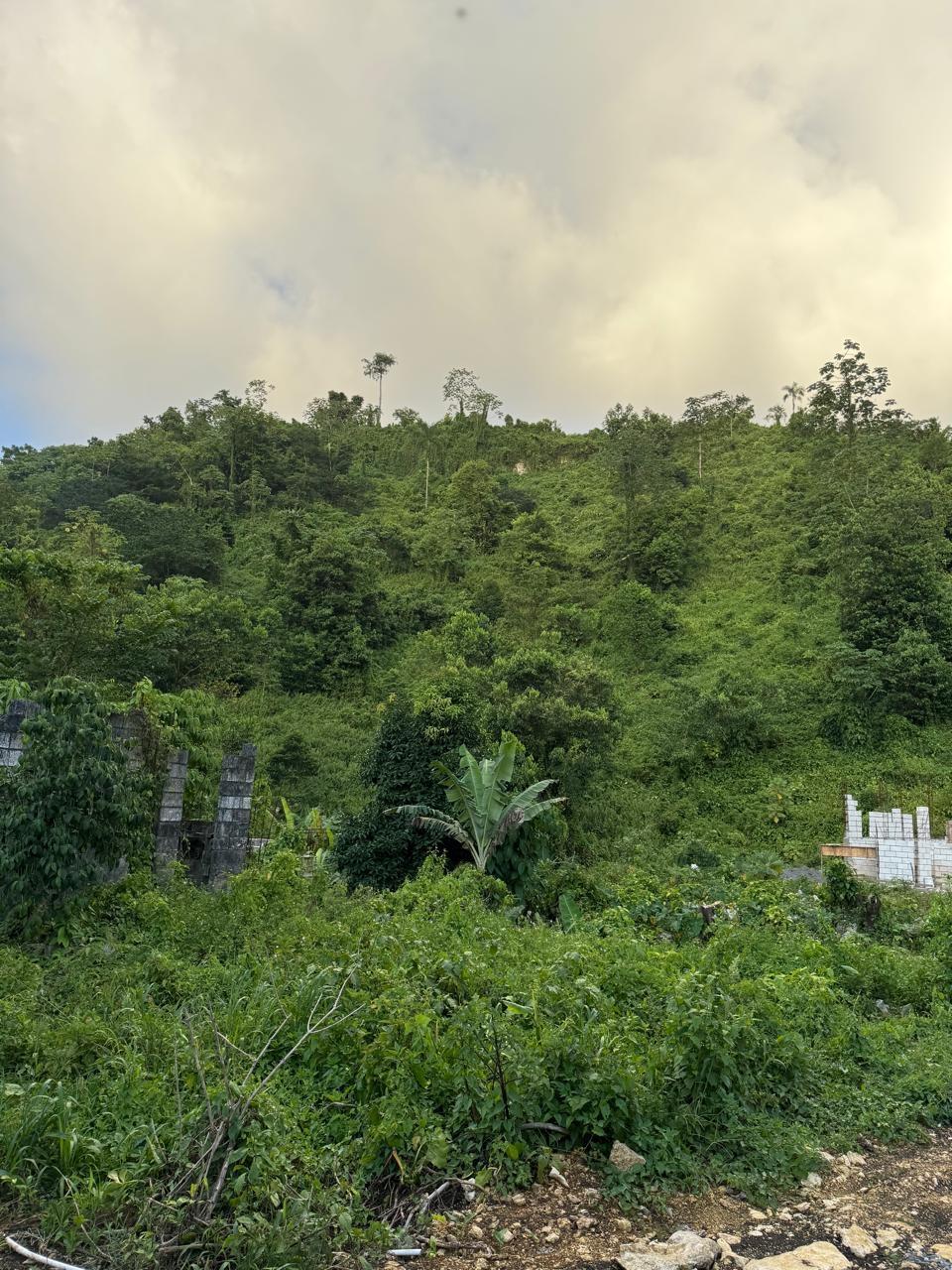 53-Acres-Development-Land-for-Sale-in-Downers-Hope-Portland-Jamaica Seventh image of Downers Hope in Look Out, Portland, Jamaica - property is For Sale