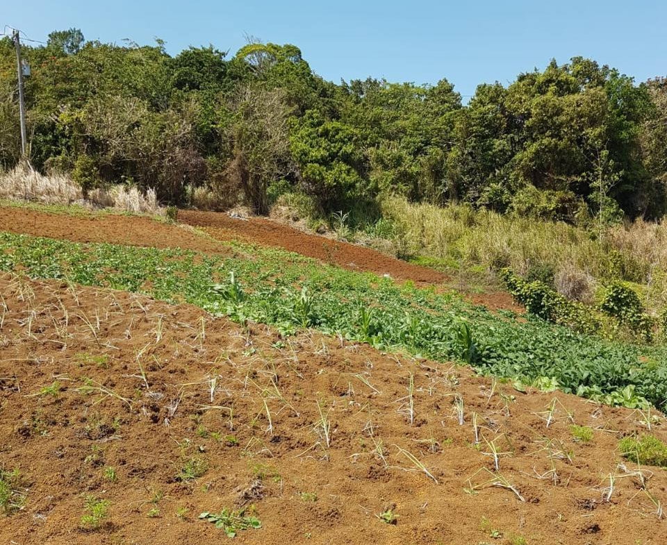 Twenty-Second image of Southfield in Runaway Bay, St. Ann, Jamaica - property is For Sale