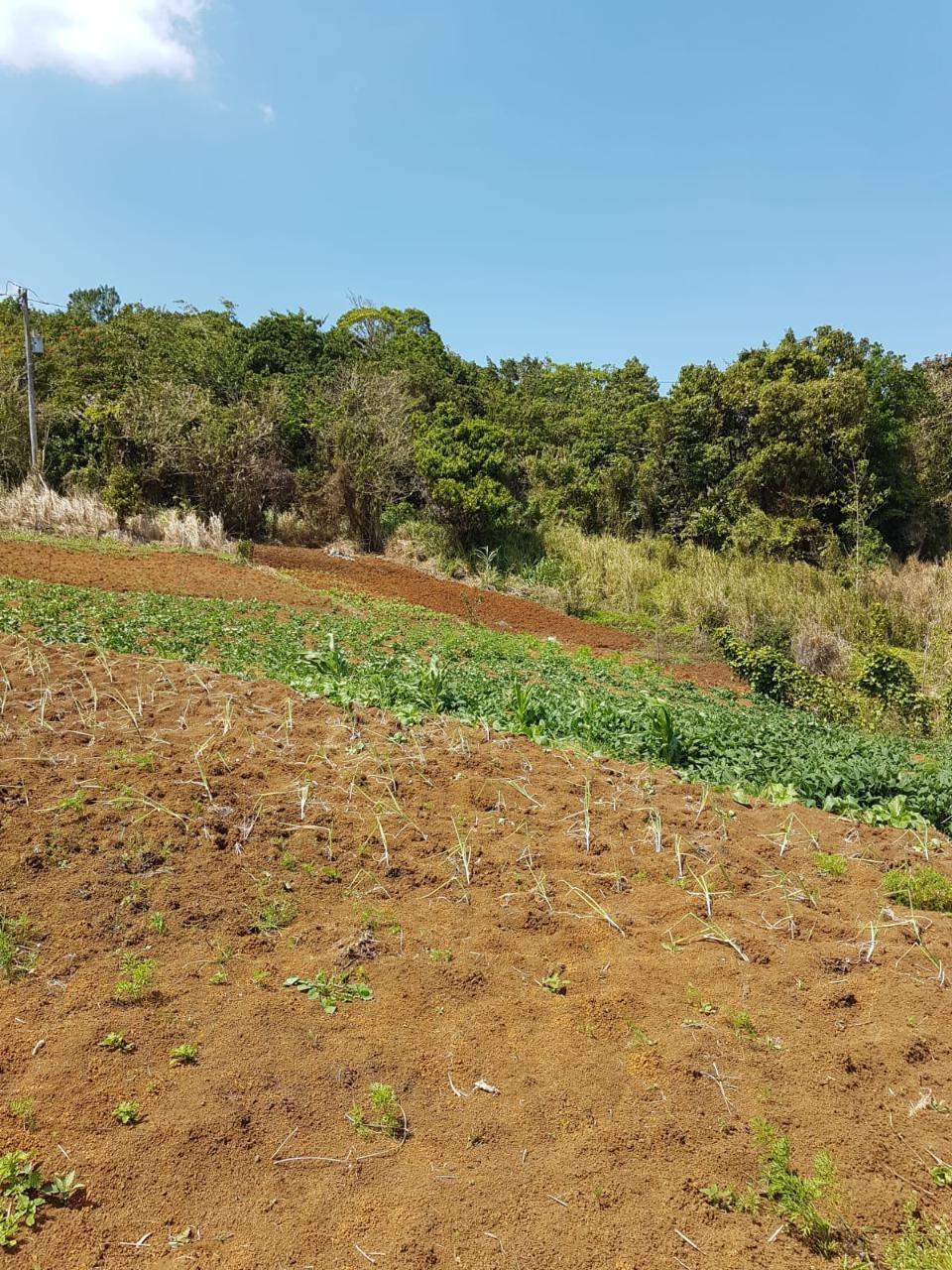 8.42-Acres-Residential-Development-Land-for-Sale-in-Southfield-St.-Ann-Jamaica Twenty-Second image of Southfield in Runaway Bay, St. Ann, Jamaica - property is For Sale